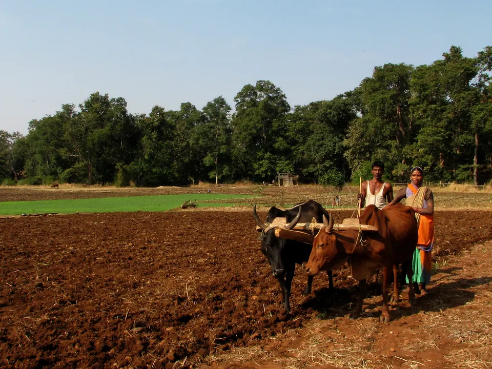 A farming couple standing with a pair of bullocks in a ploughed field of red soil, with trees behind them