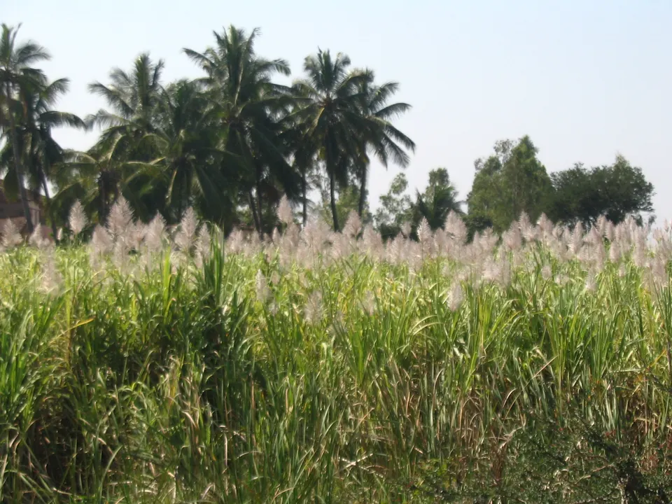 A flowering sugarcane field near Kolhapur with coconut palms behind it