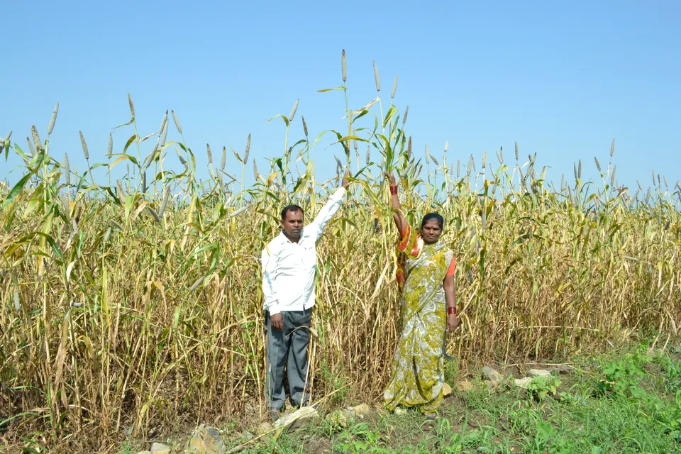 A farming couple holding up tall pearl millet stalks in their field under a clear blue sky