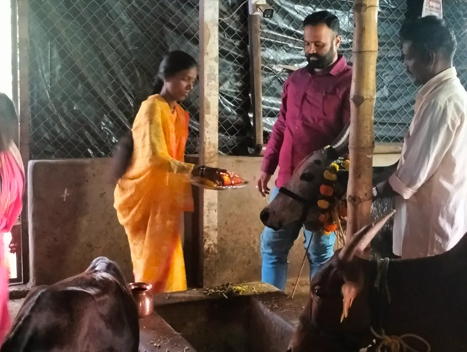 A woman holding a puja plate in front of a cow decked with marigold garlands in a cowshed, with two men standing beside the cow