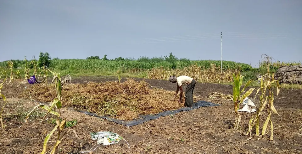महाराष्ट्रातील ग्रामीण भागात सोयाबीनची काढणी
