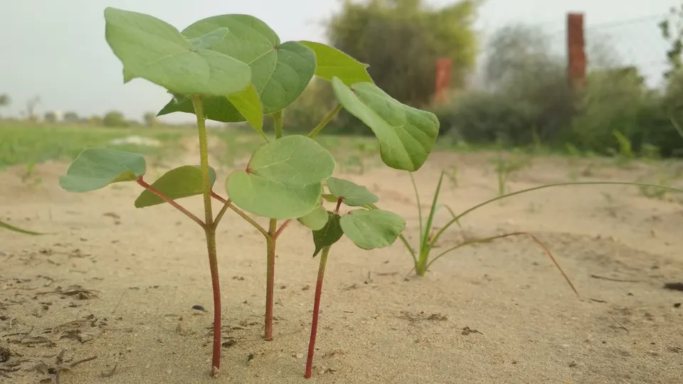 कापसाची रोपे