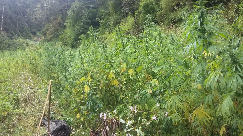 शेतात वाढलेली गांजाची झाडे