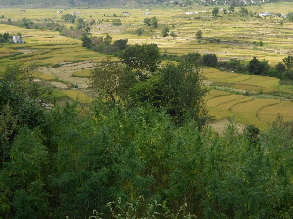 गांजाची झाडे