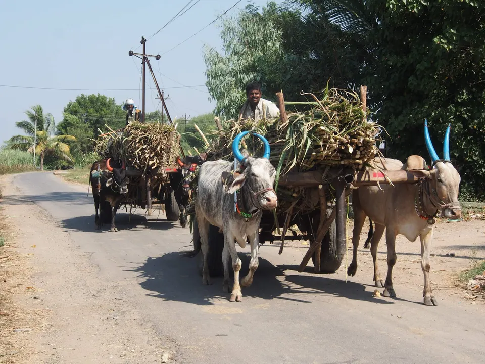 कारखान्याकडे ऊस नेणारी बैलगाडी