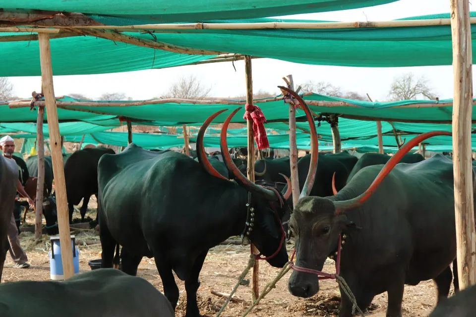 धाराशिव जिल्ह्यातील शासकीय चारा छावणीतील जनावरे