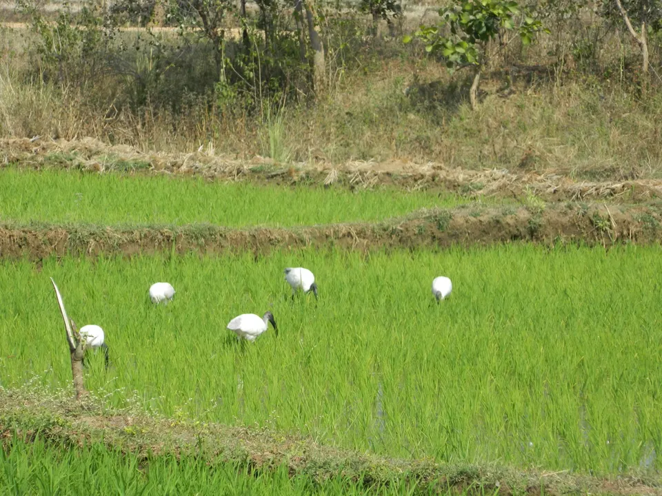 भातशेती