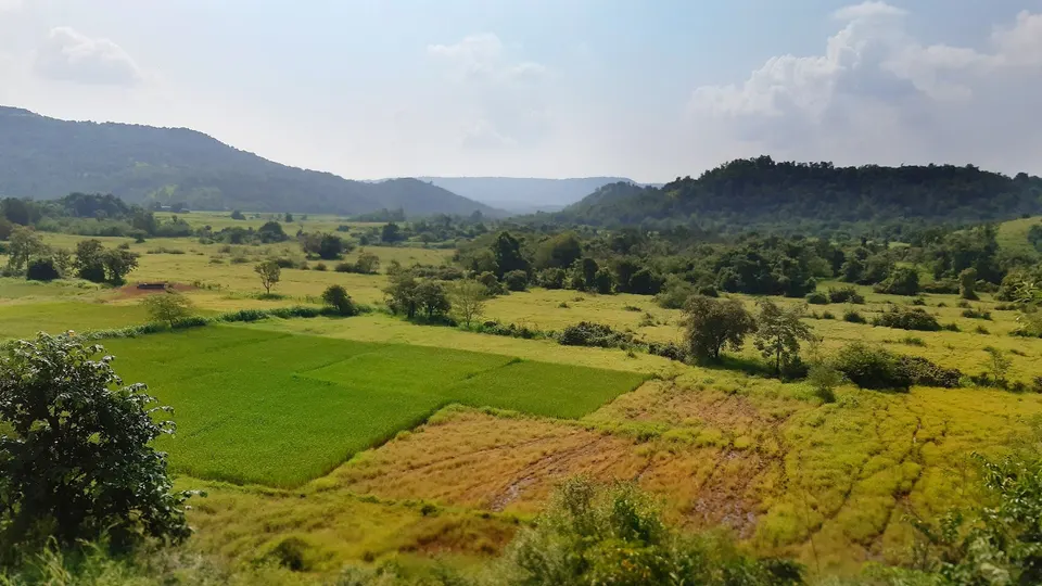भाताचे शेत
