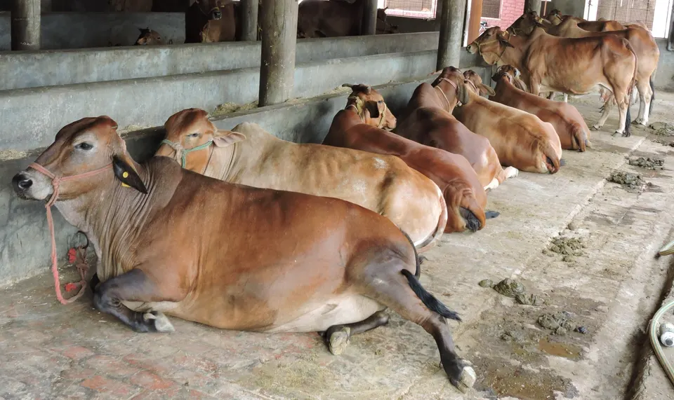 डेअरीतील गायी