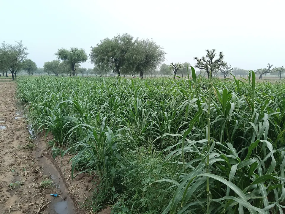 बाजरीचे शेत