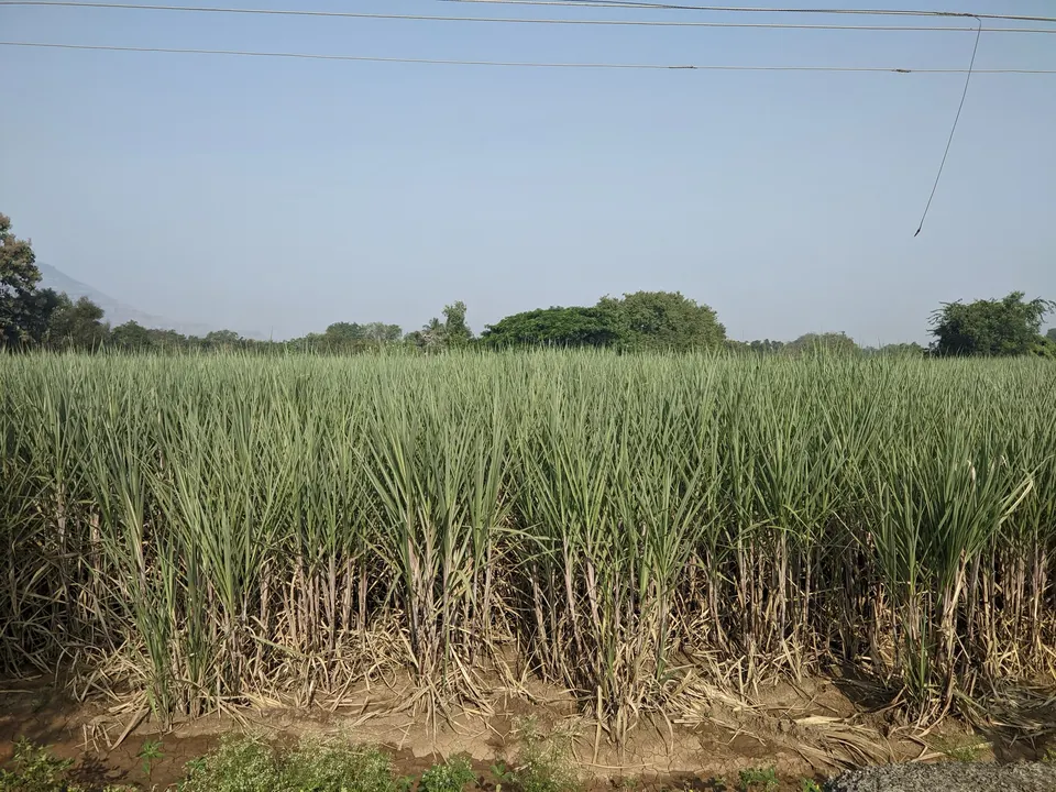 उसाचे शेत