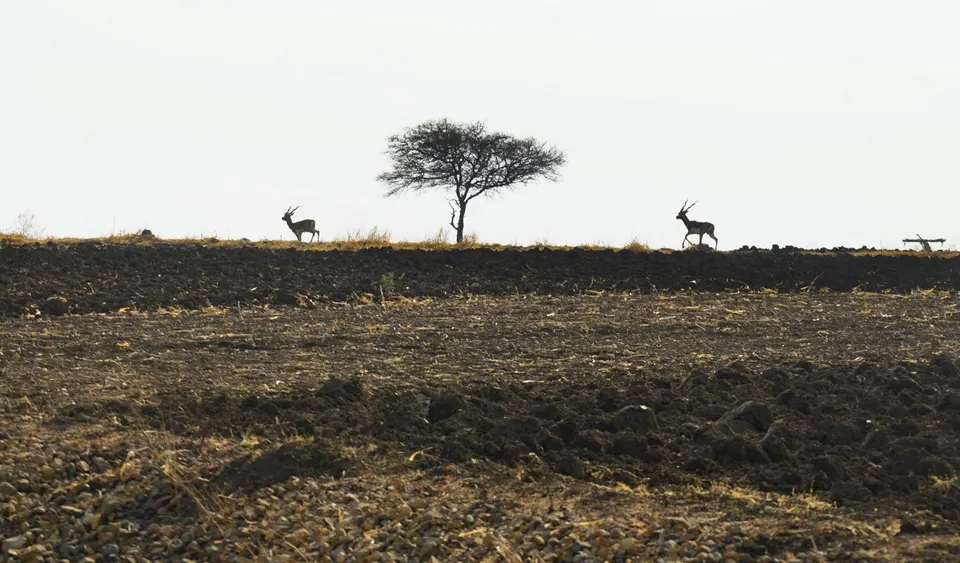 मराठवाड्यातील कोरड्या, नांगरलेल्या शेतात काळवीट