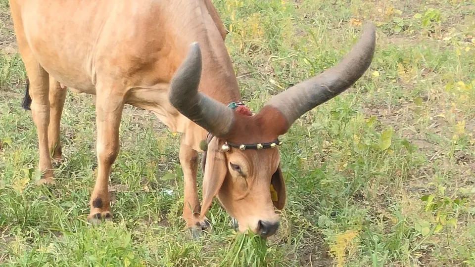 कुरणात चरणारी गाय