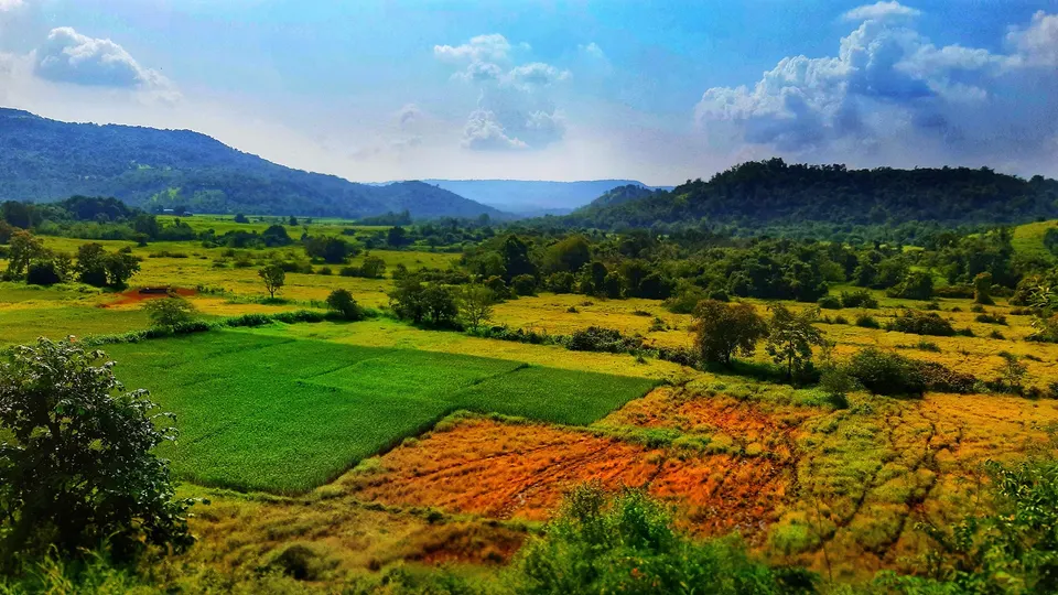 डोंगररांगांच्या पायथ्याशी पिवळी पडू लागलेली भातशेती