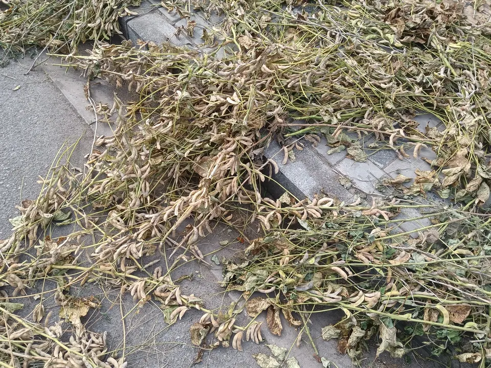 उन्हात वाळलेल्या सोयाबीनच्या शेंगा