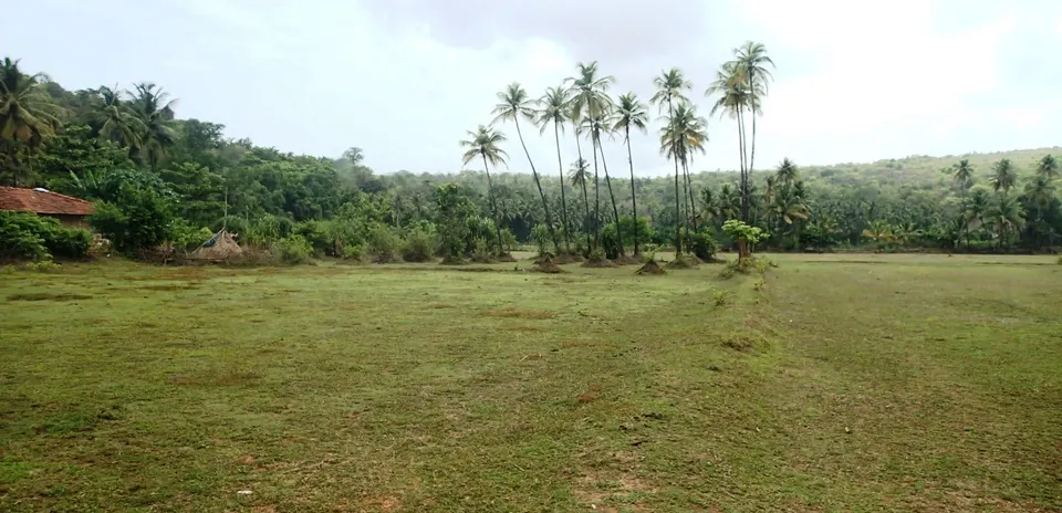 माडांच्या झाडांनी वेढलेले कोरडे माळरान