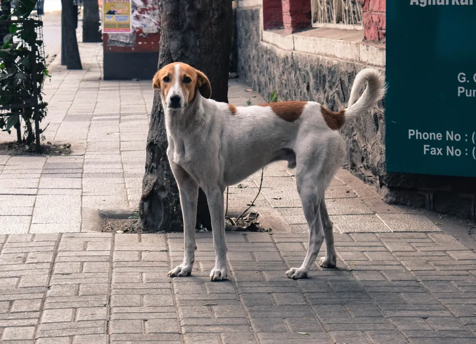रस्त्याकडेला उभा असलेला एक भटका कुत्रा